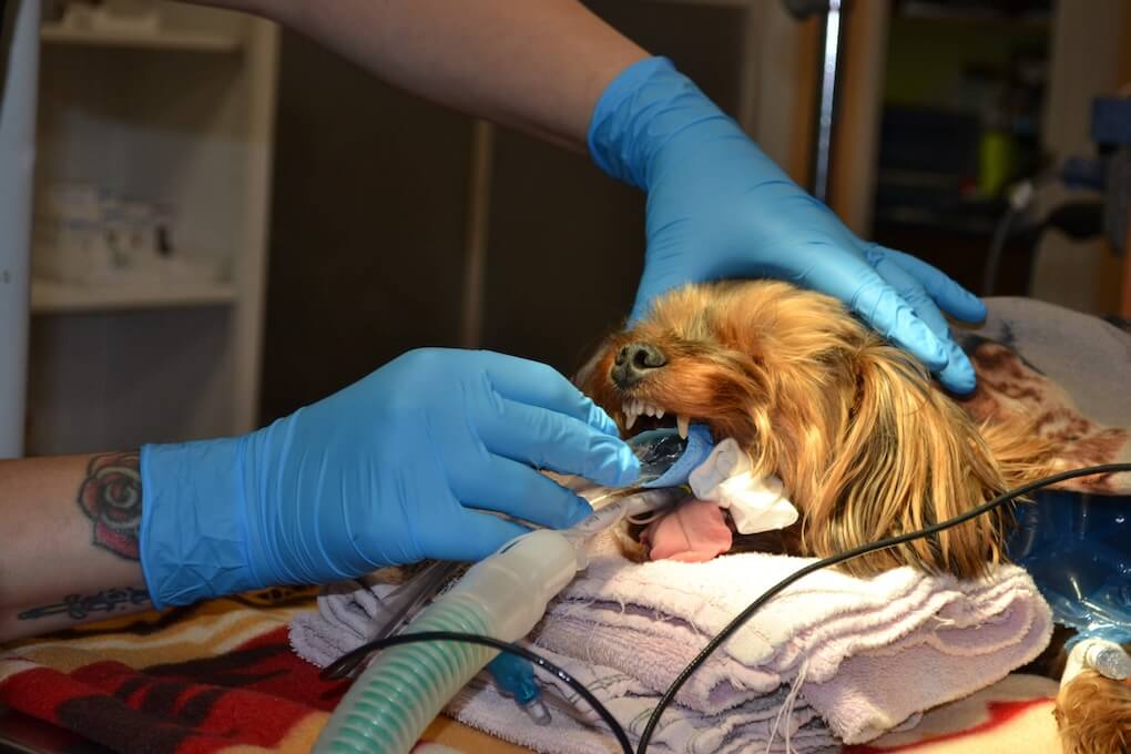 dental services ohio