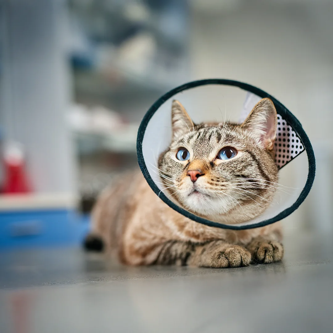Tabby cat lying on an exam table wearing a protective cone after veterinary care.