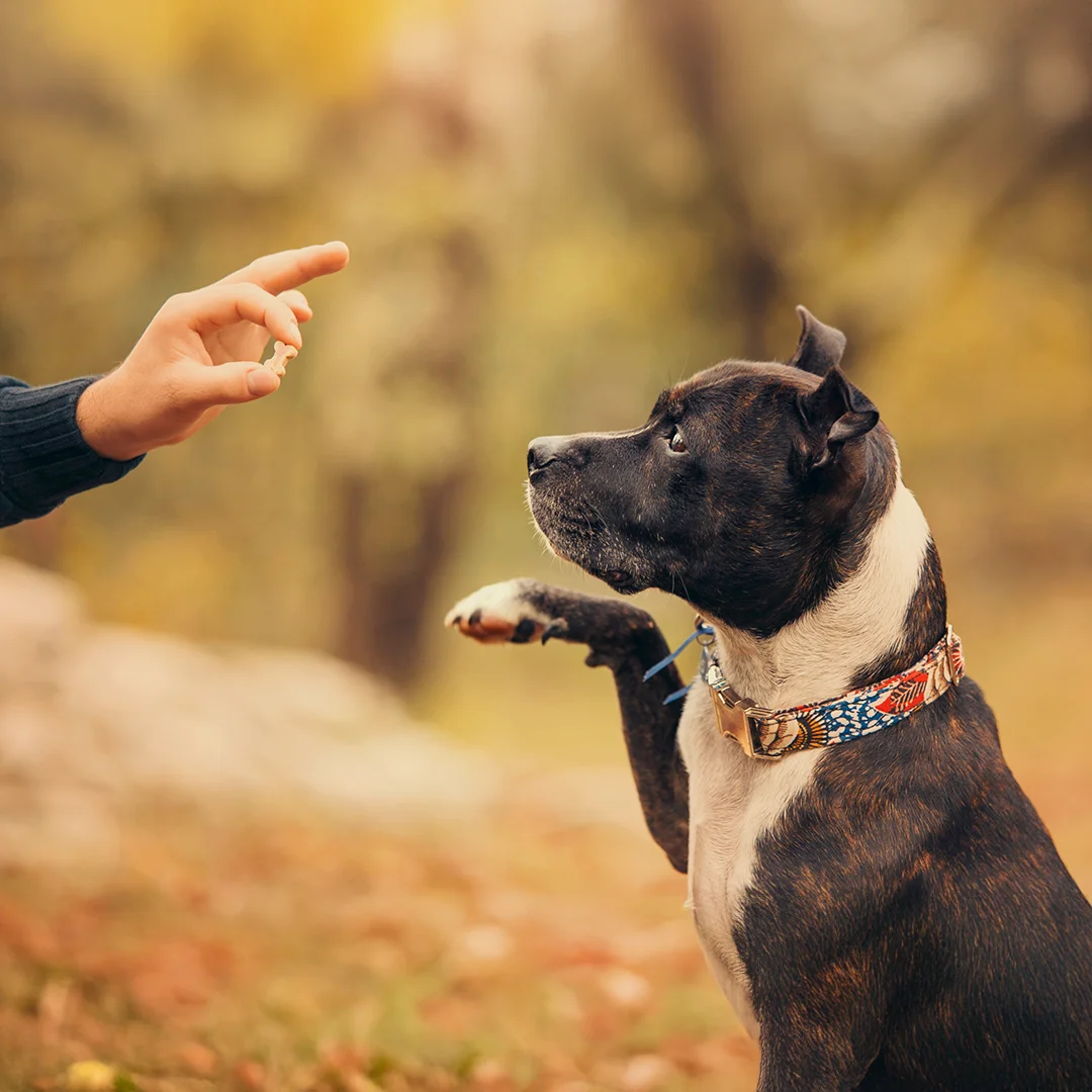 Dog lifting its paw while focused on a hand holding a small treat.