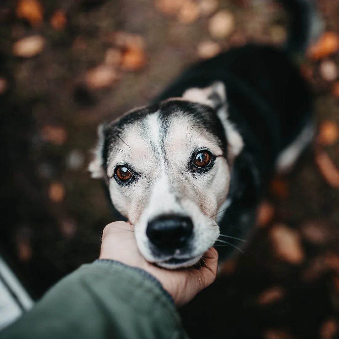 Close-up of a dog’s face looking up while being gently held under the chin.
