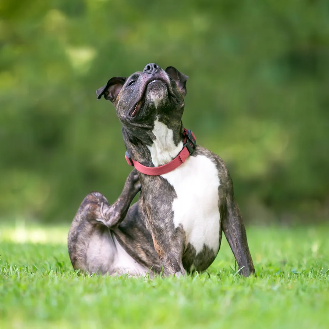 Brindle dog with a red collar sitting on grass and scratching its neck with a back paw.