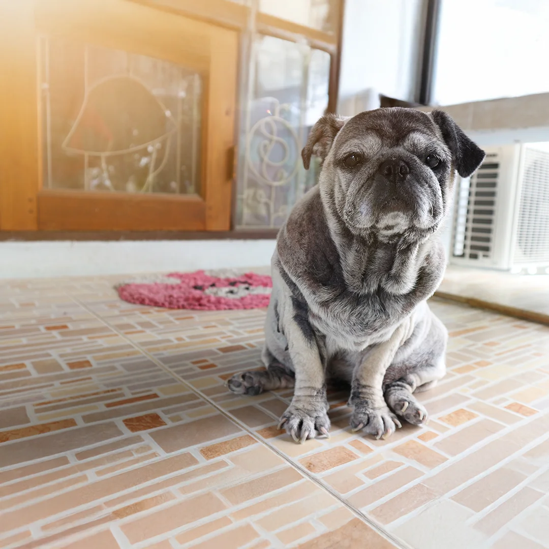 Black and white cat being scanned with a microchip reader by a veterinarian.