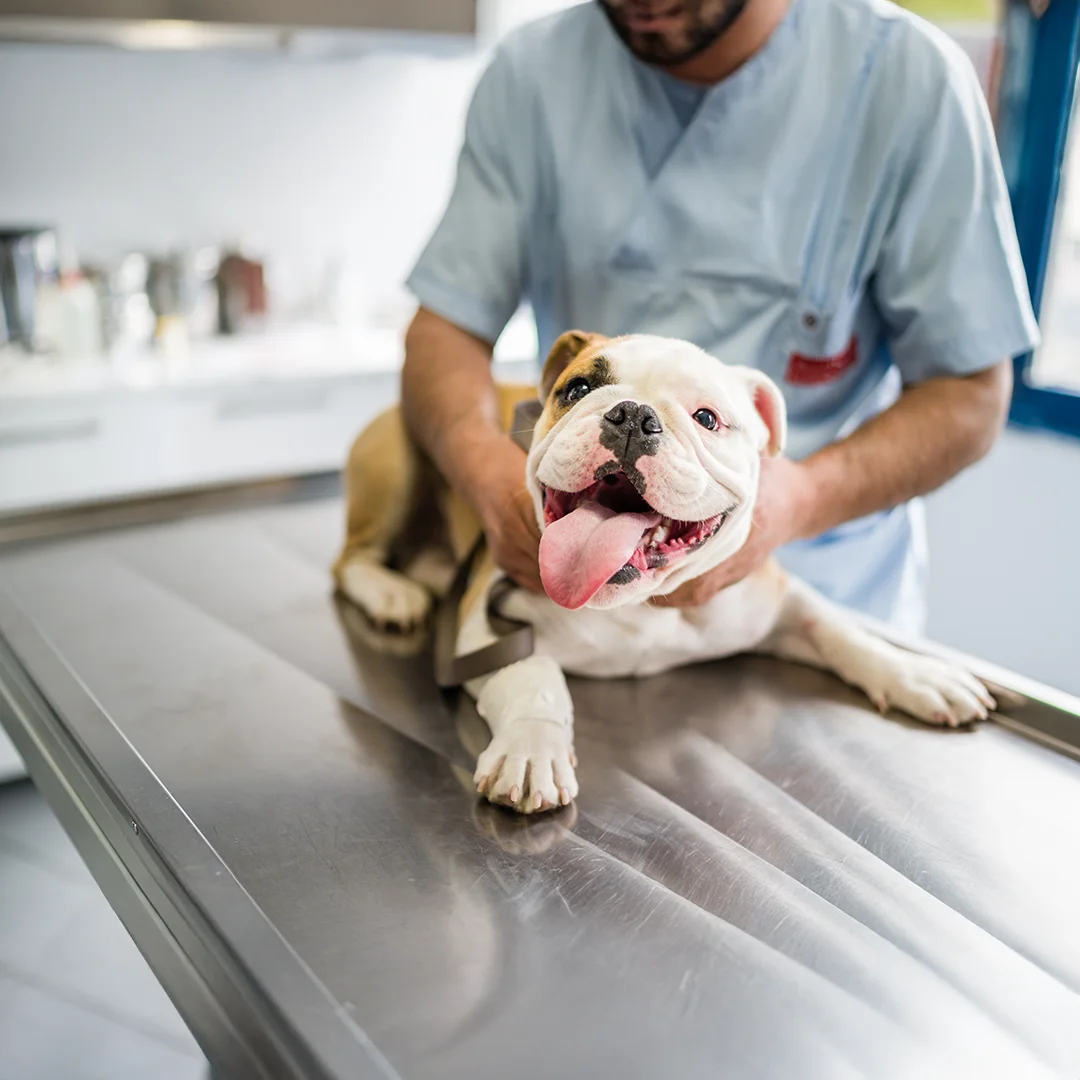 Smiling bulldog lying on an exam table during a veterinary checkup.