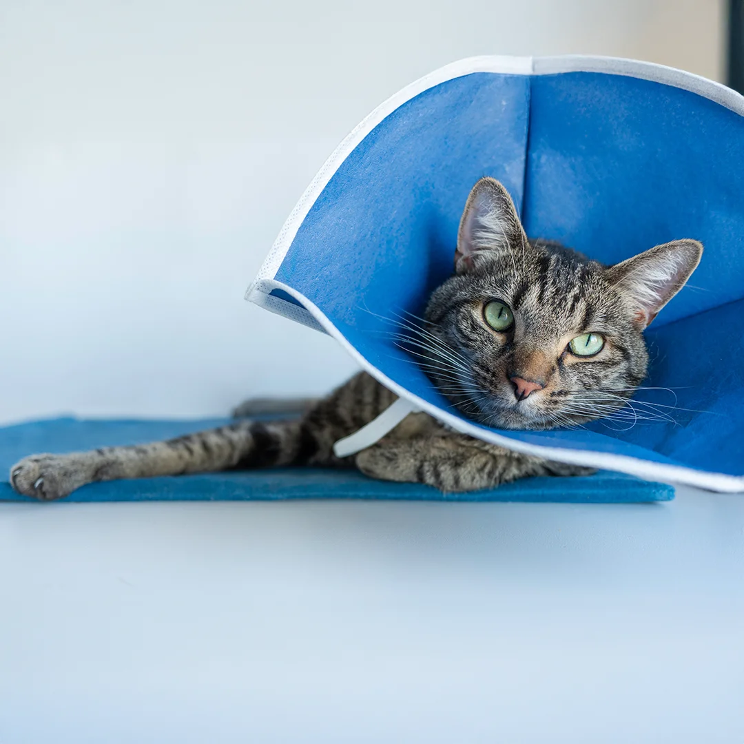 Tabby cat lying down while wearing a blue protective cone after veterinary treatment.