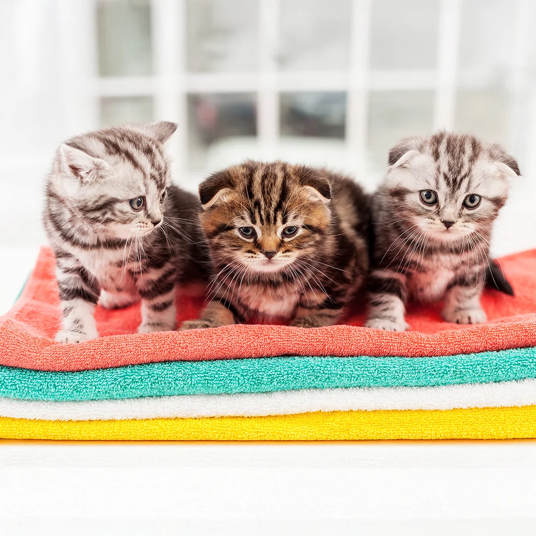 Small puppy and kitten cuddled together sleeping under a blue knitted blanket.