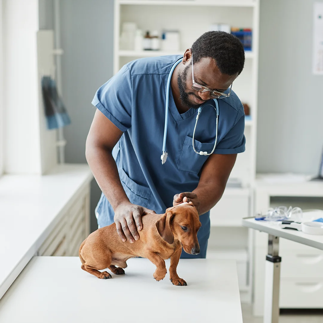 Veterinarian in blue scrubs gently examining a dachshund on an exam table in a bright clinic.