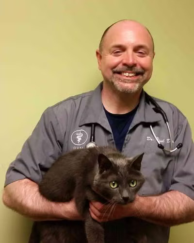 vet with a black cat